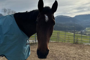Reitgebiet und Weiden beim Stall Eichhof - Eindrücke 13