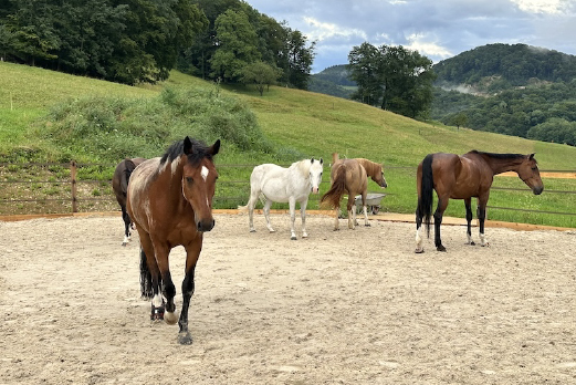 Reitgebiet und Weiden beim Stall Eichhof - Eindrücke 14