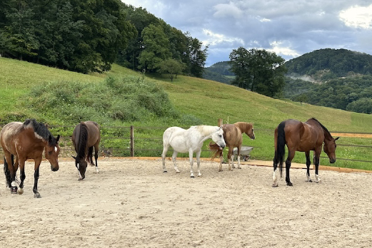 Reitgebiet und Weiden beim Stall Eichhof - Eindrücke 17