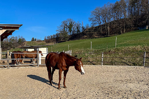 Reitgebiet und Weiden beim Stall Eichhof - Eindrücke 24