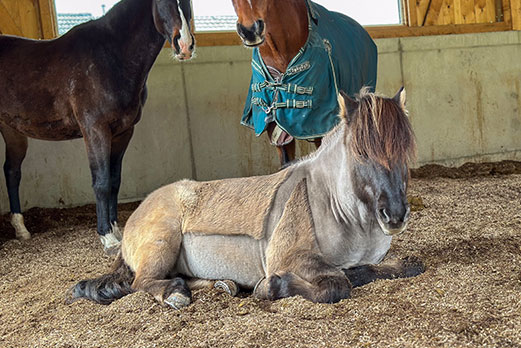 Reitgebiet und Weiden beim Stall Eichhof - Eindrücke 36