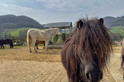 Reitgebiet und Weiden beim Stall Eichhof - Eindrücke 39