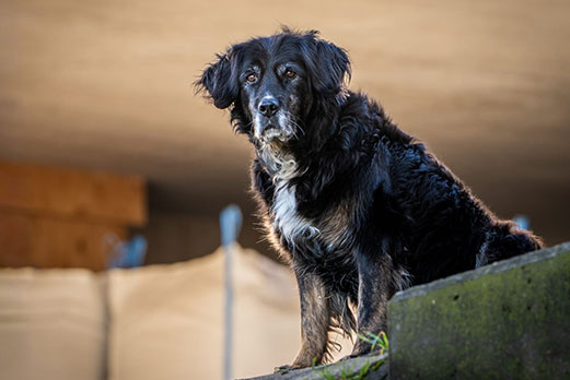 Reitgebiet und Weiden beim Stall Eichhof - Eindrücke 40