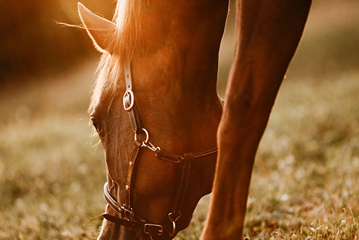 Reitgebiet und Weiden beim Stall Eichhof - Eindrücke 45