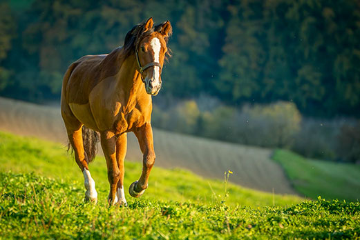 Reitgebiet und Weiden beim Stall Eichhof - Eindrücke 46