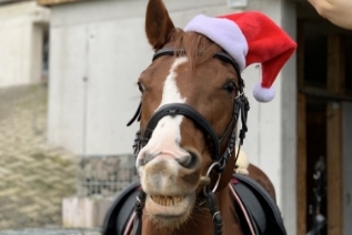 Reitgebiet und Weiden beim Stall Eichhof - Eindrücke 5